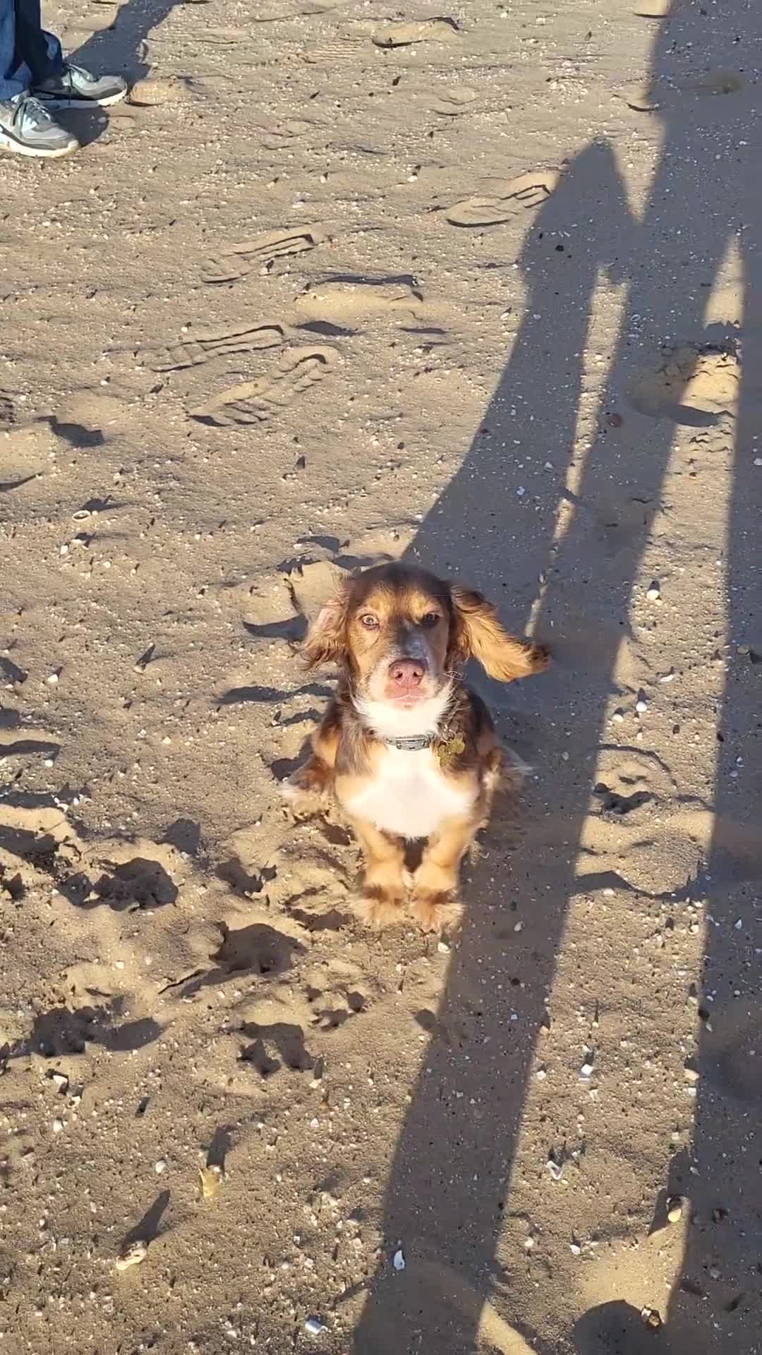 Cocker Spaniel dogs for sale: Buddy the cocker spaniel - Video 4