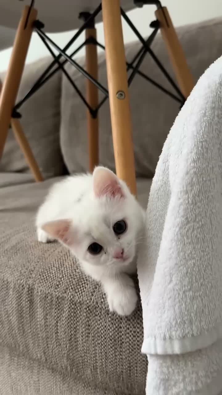 Turkish Angora cats for sale: 🤍 Two White Kittens – Playful & Litter Trained - Video 1