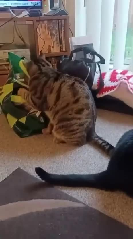 Mixed Breed cats for adoption: Bonded pair Hector & Hercules - Video 1