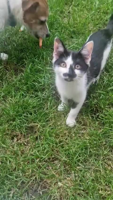 Mixed Breed cats for sale: Forever home needed 😍 - Video 1