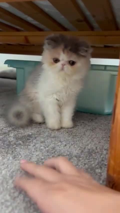 Persian cats for sale: Beautiful Persian kitten - Video 2