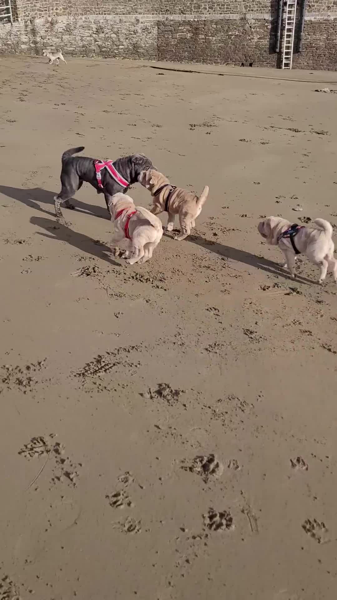 Shar Pei dogs for sale: Cooper - Ready Now. Fully upto date. - Video 1