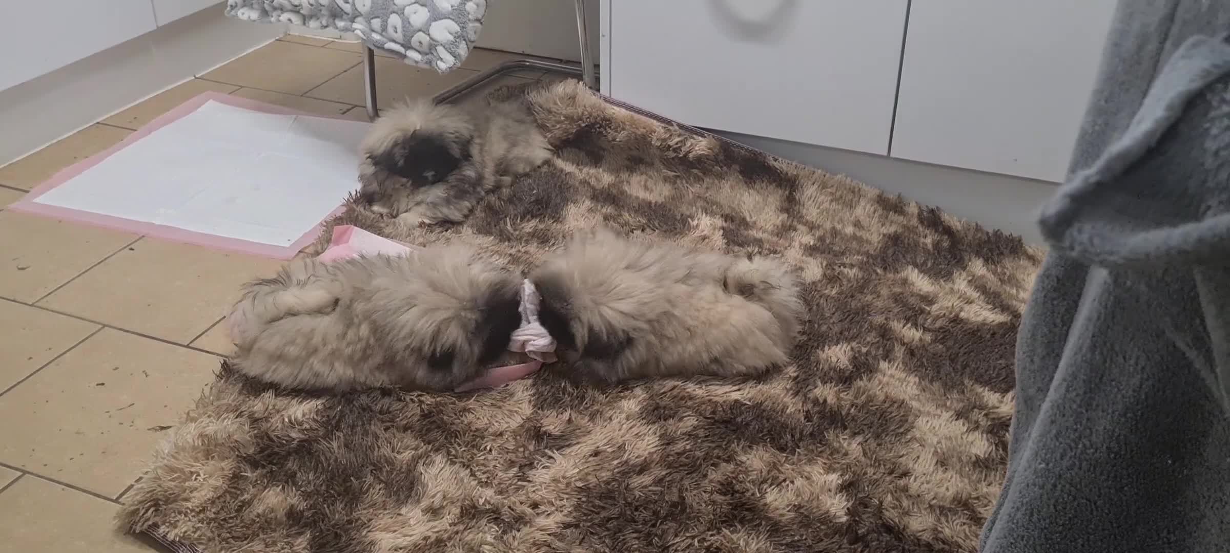 Pekingese dogs for sale: Pekingese puppys (Champion Bloodlines) - Video 1