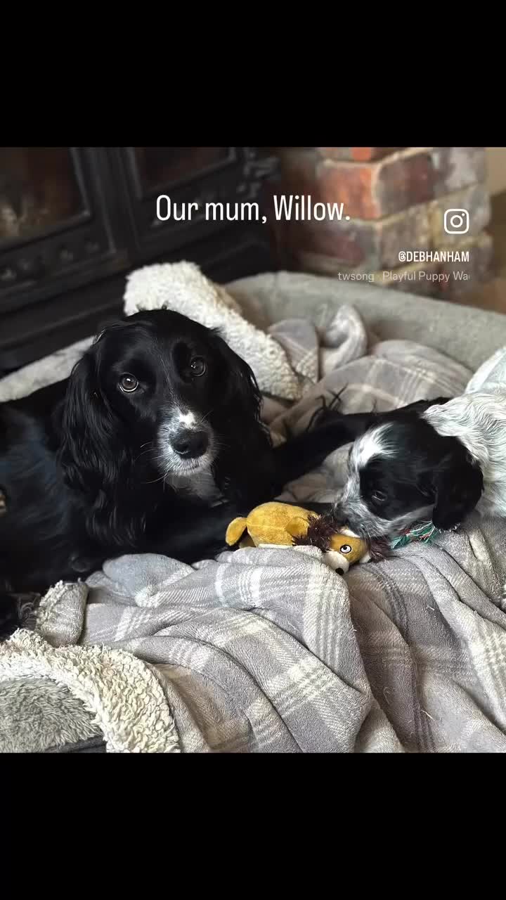 Cocker Spaniel dogs for sale: Stunning KC Registered Working Cocker spaniels. - Video 1