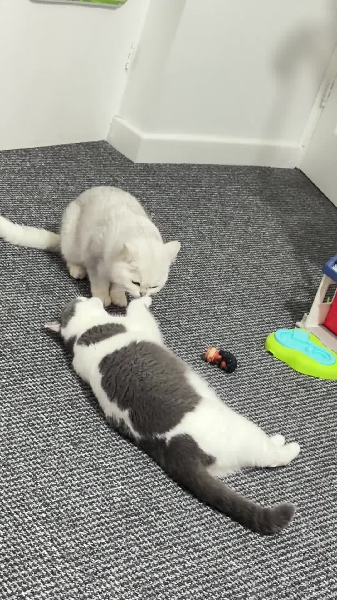 British Shorthair cats for sale: Champion British shorthair GCCF boy x1 girl x 1 - Video 3