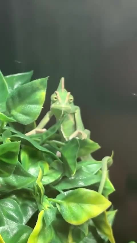 Chameleon reptiles for sale: Young female yemen chameleon with full set up  - Video 1