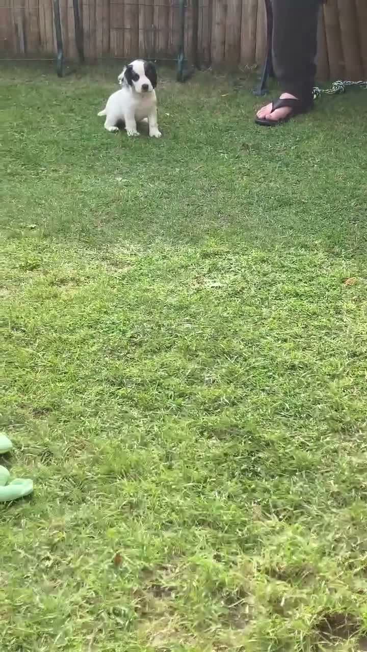 Cocker Spaniel dogs for sale: Cocker Spaniel Pups, Working Type, KC Reg - Video 2