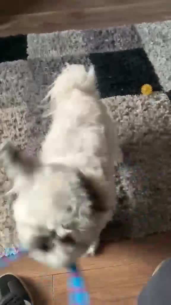 Shih Tzu dogs for stud: Shih tzu (Walter) in Preston - Video 1