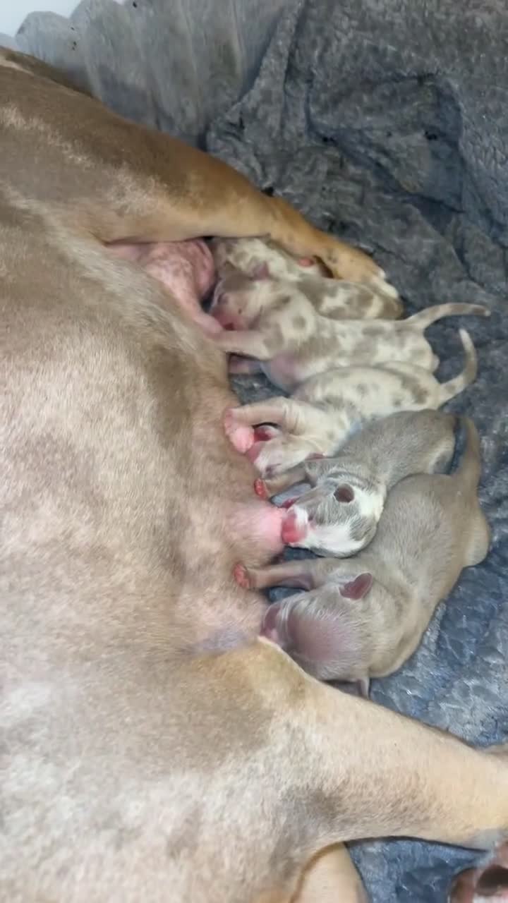 American Bully dogs for sale: American bully puppy’s  - Video 1
