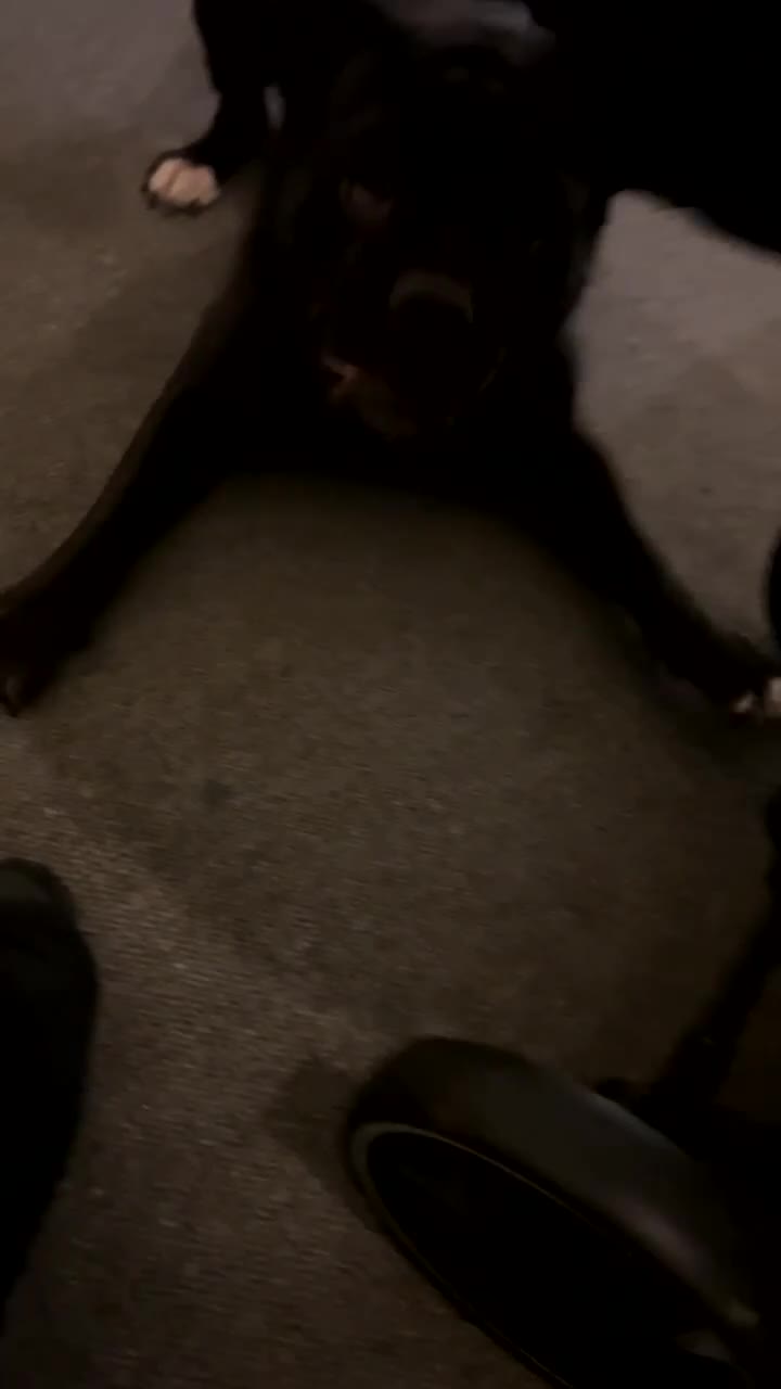 Mixed Breed dogs for sale: Bleu  - Video 1