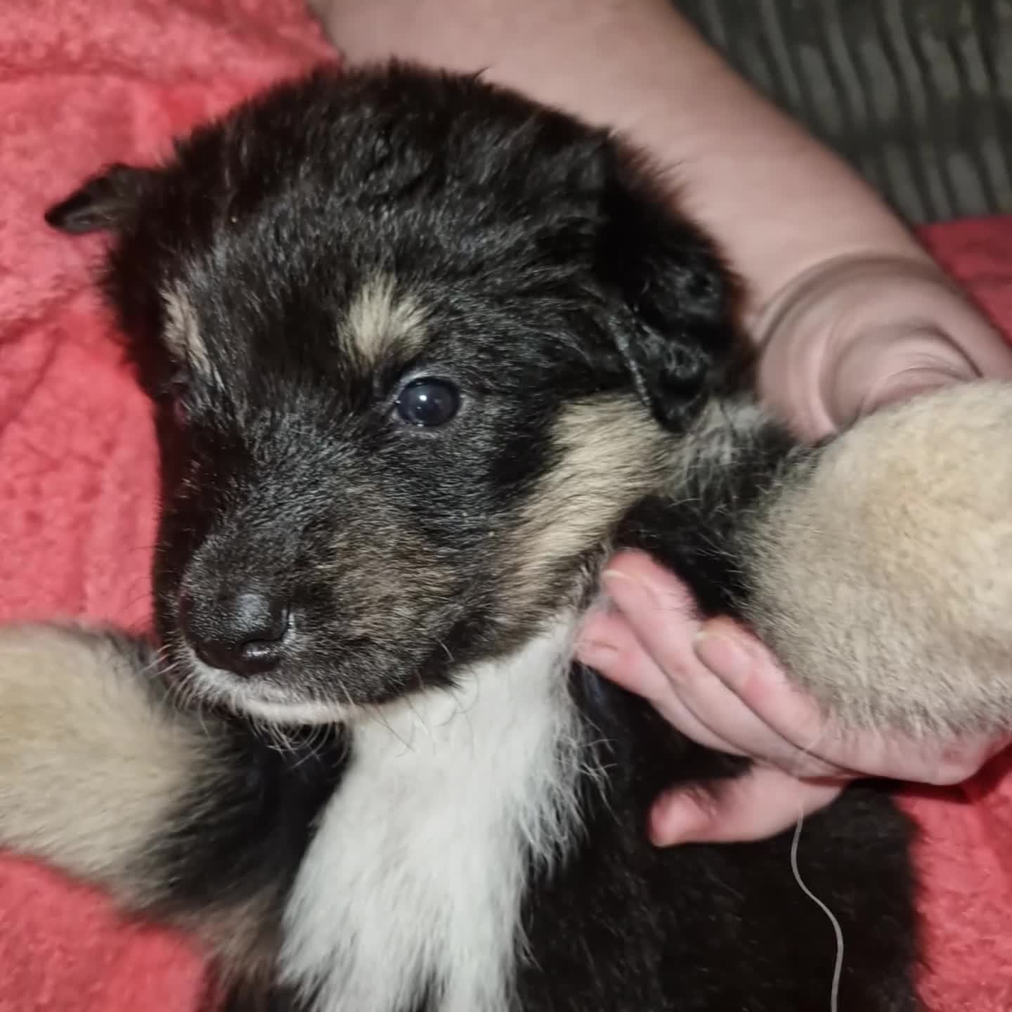 Mixed Breed dogs for sale: Stunning siberian husky cross coltriever pups  - Video 2