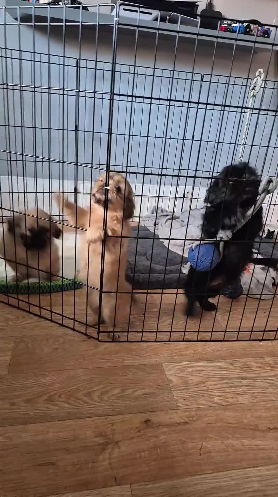 Mixed Breed dogs for sale: Shih Tzu pekingnese cross - Video 1