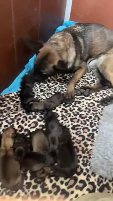Belgian Shepherd Dog dogs for sale:  Belgian Malinois KC Bloodline Puppies - Video 4