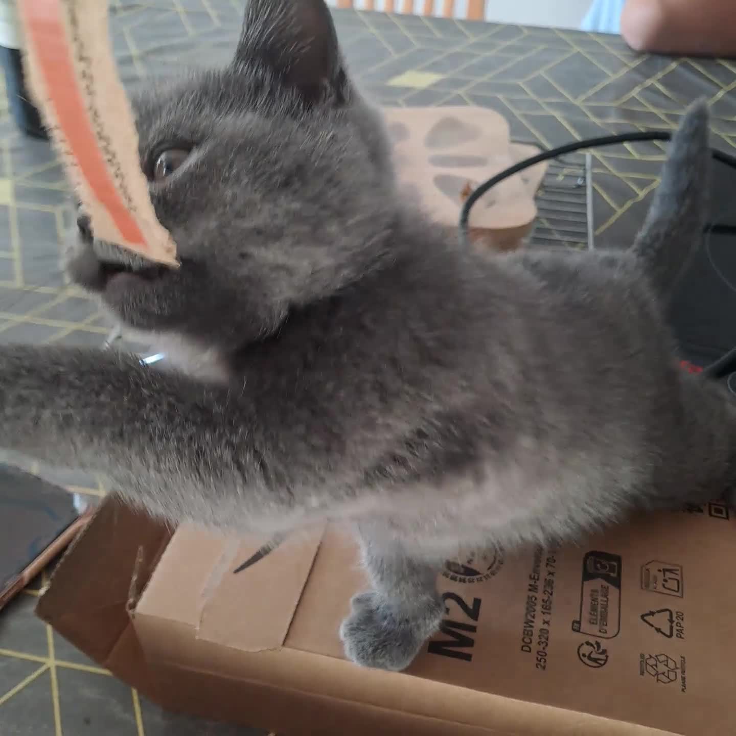 British Shorthair cats for sale: British Shorthair  - Video 5