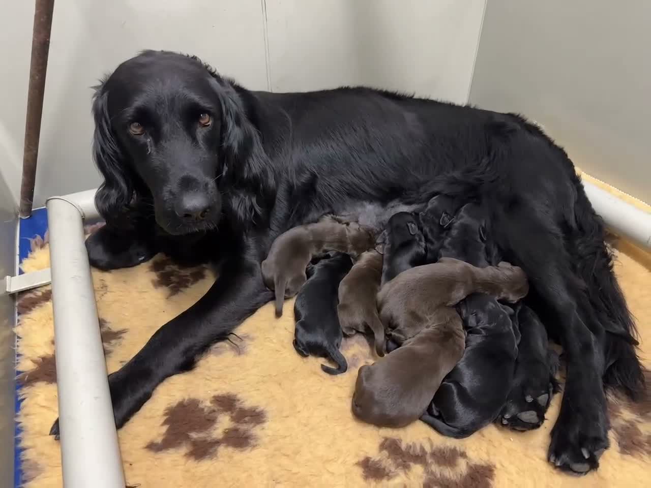 Springador dogs for sale: Beautiful Springadore Puppies (3/4 Labrador)  - Video 1