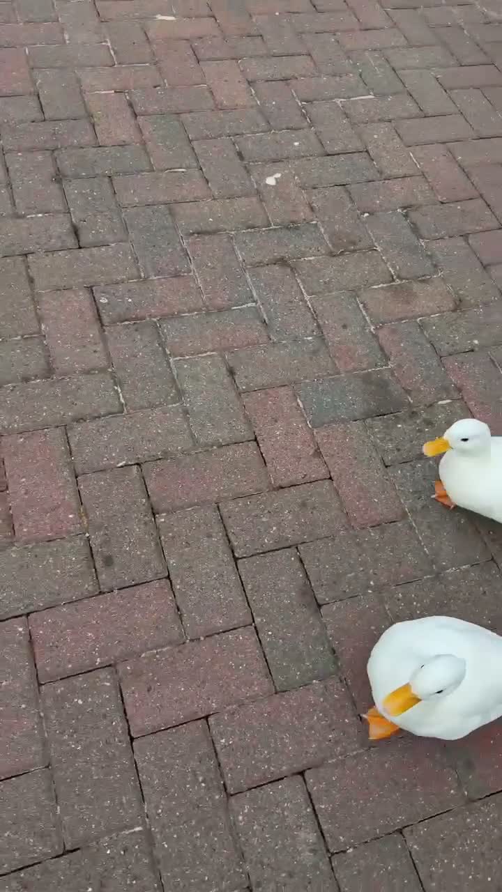 Ducks poultry for sale: 2 male call ducks  - Video 2