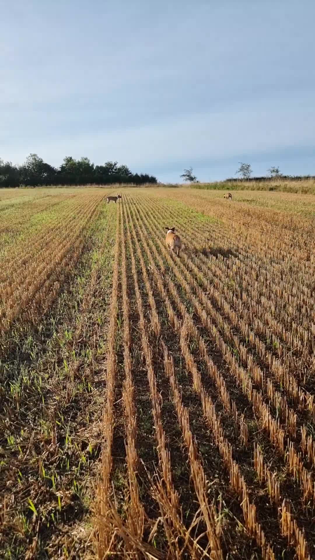 Staffordshire Bull Terrier dogs for sale: Male Staffordshire Bull Terrier  - Video 2