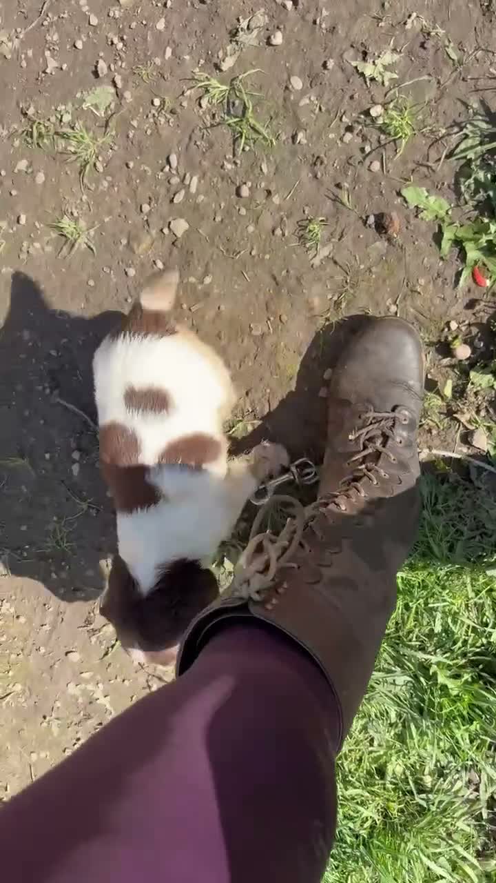 English Springer Spaniel dogs for sale: Stunning ESS puppies  in Skelmersdale - Video 1