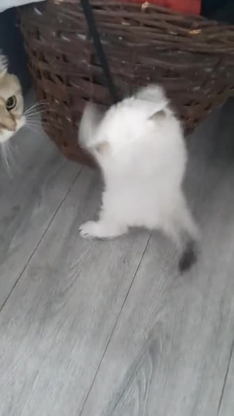 British Longhair cats for sale: 5 British longhairs for sale in London - Video 3