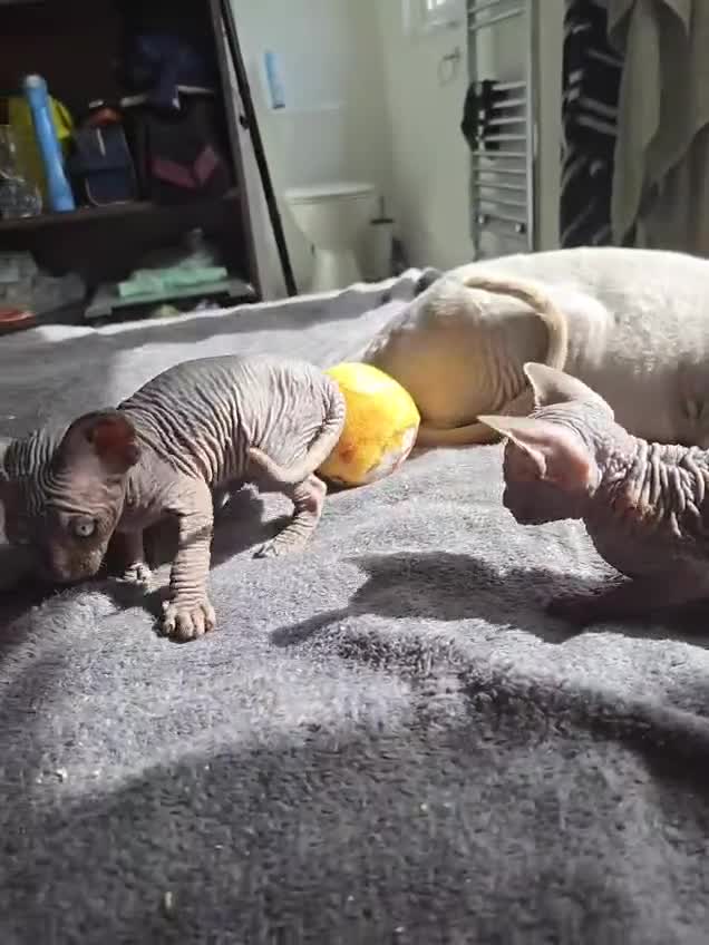 Sphynx cats for sale: Male Sphynx for sale - Video 1