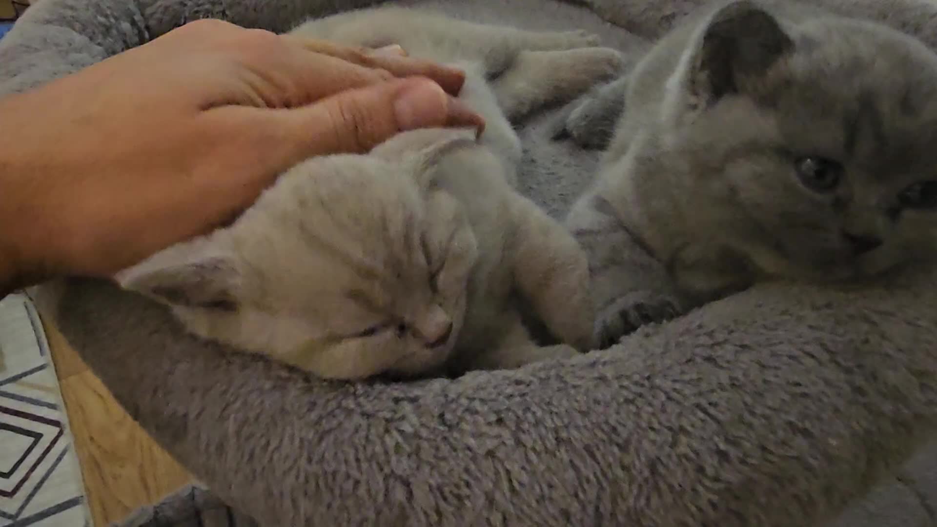 British Shorthair cats for sale: GCCF- BSH- Lilac boy and Blue girl - Video 1