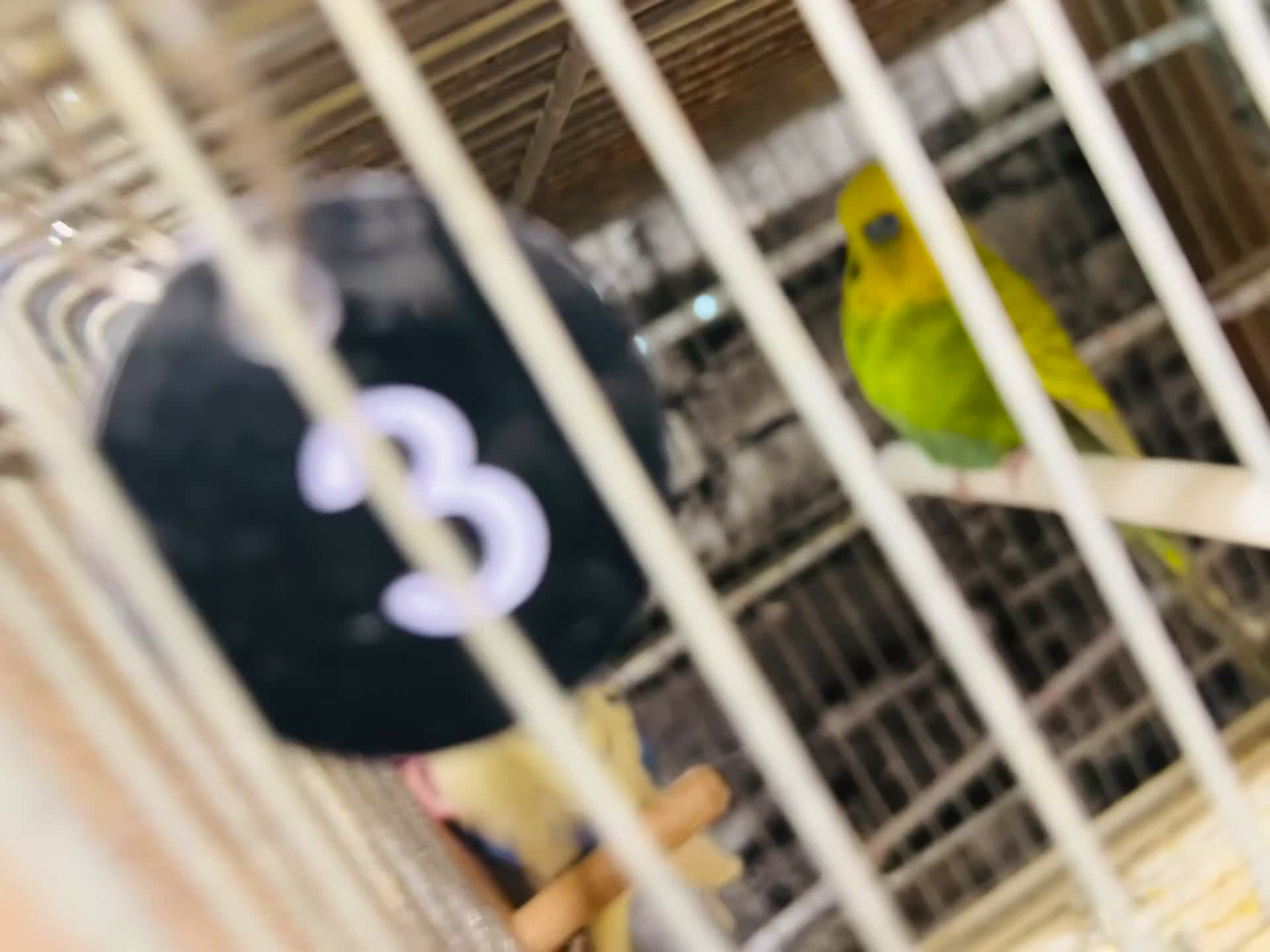 Budgerigars birds for sale: Various proven breeding pair budgies  - Video 3