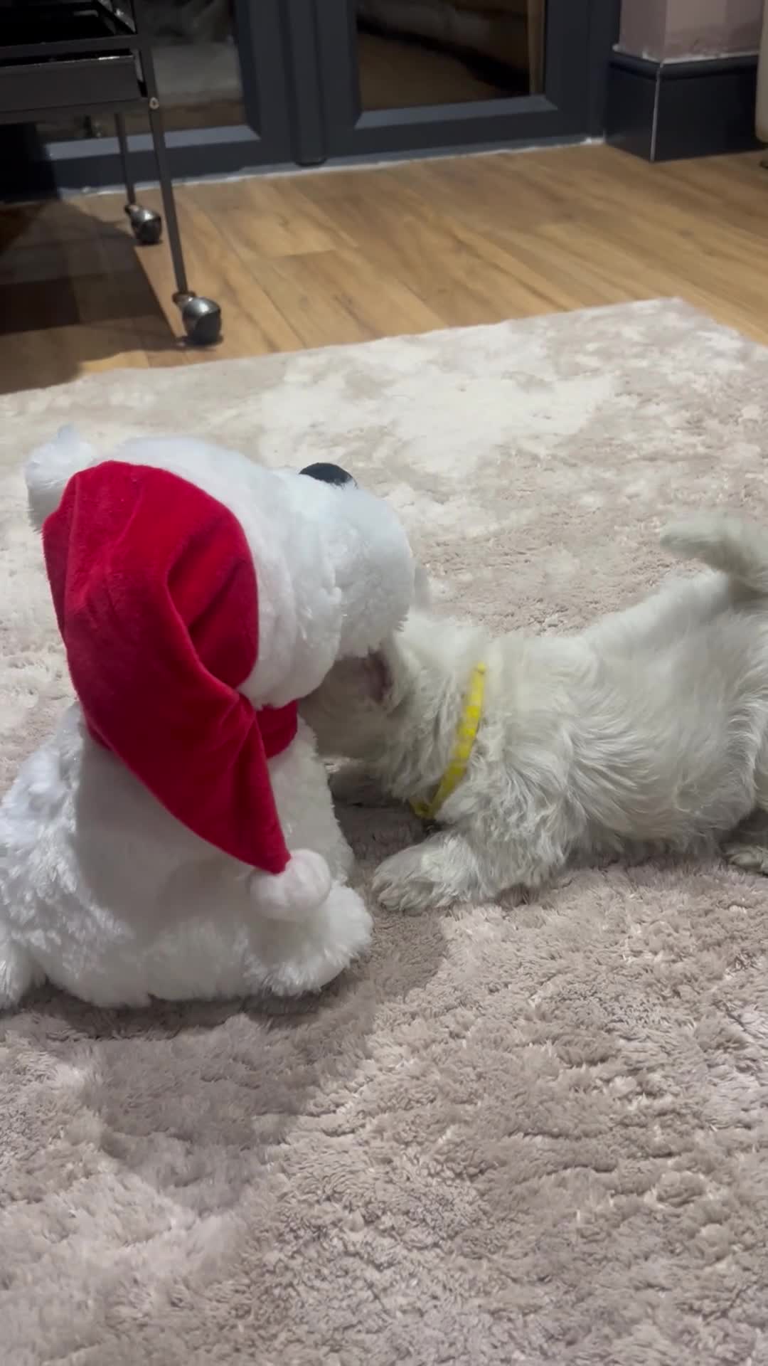 West Highland Terrier dogs for sale: Kc registered west highland white puppies.  - Video 3