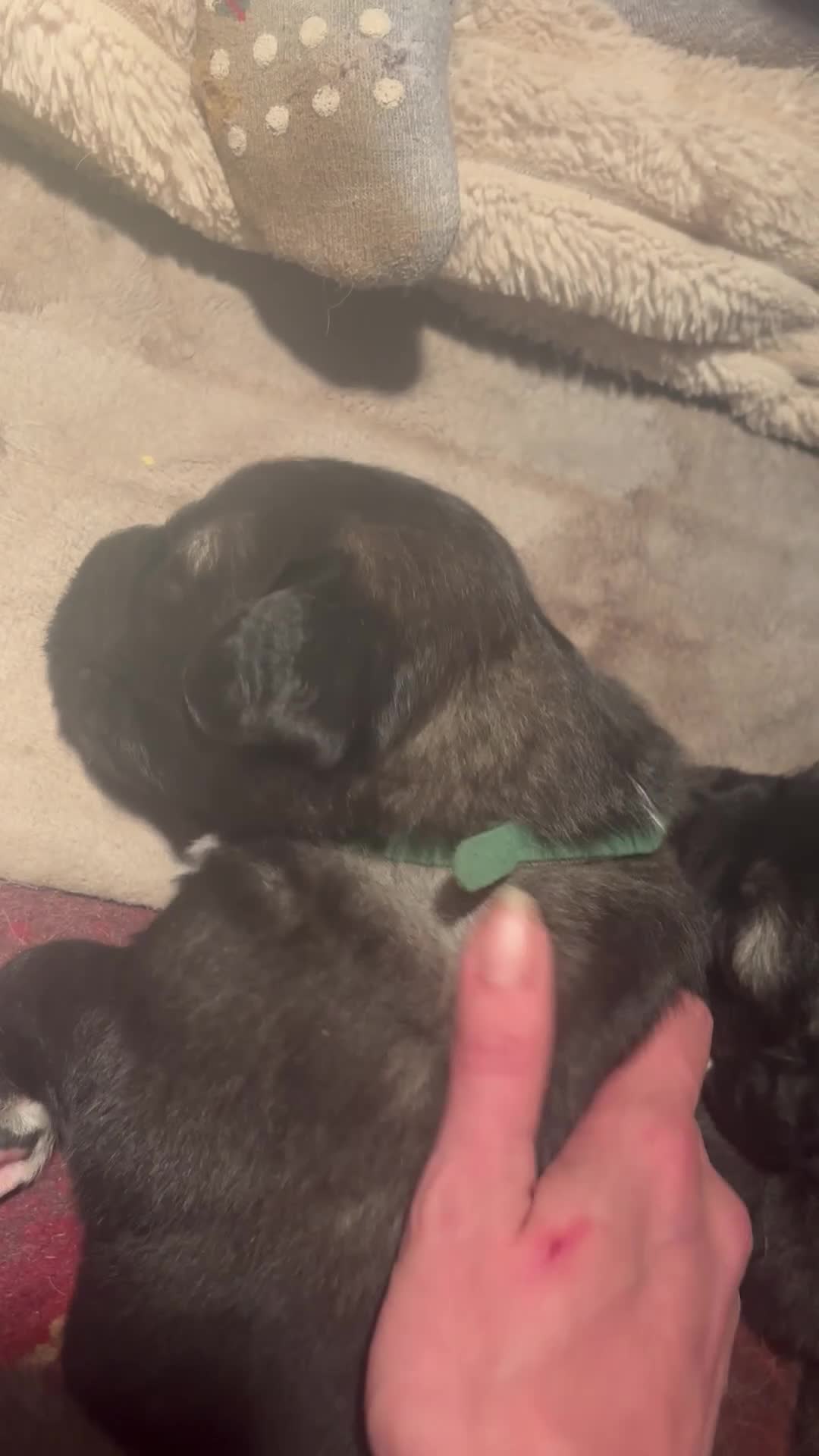 Caucasian Shepherd Dog dogs for sale: Caucasian Shepherds  - Video 4