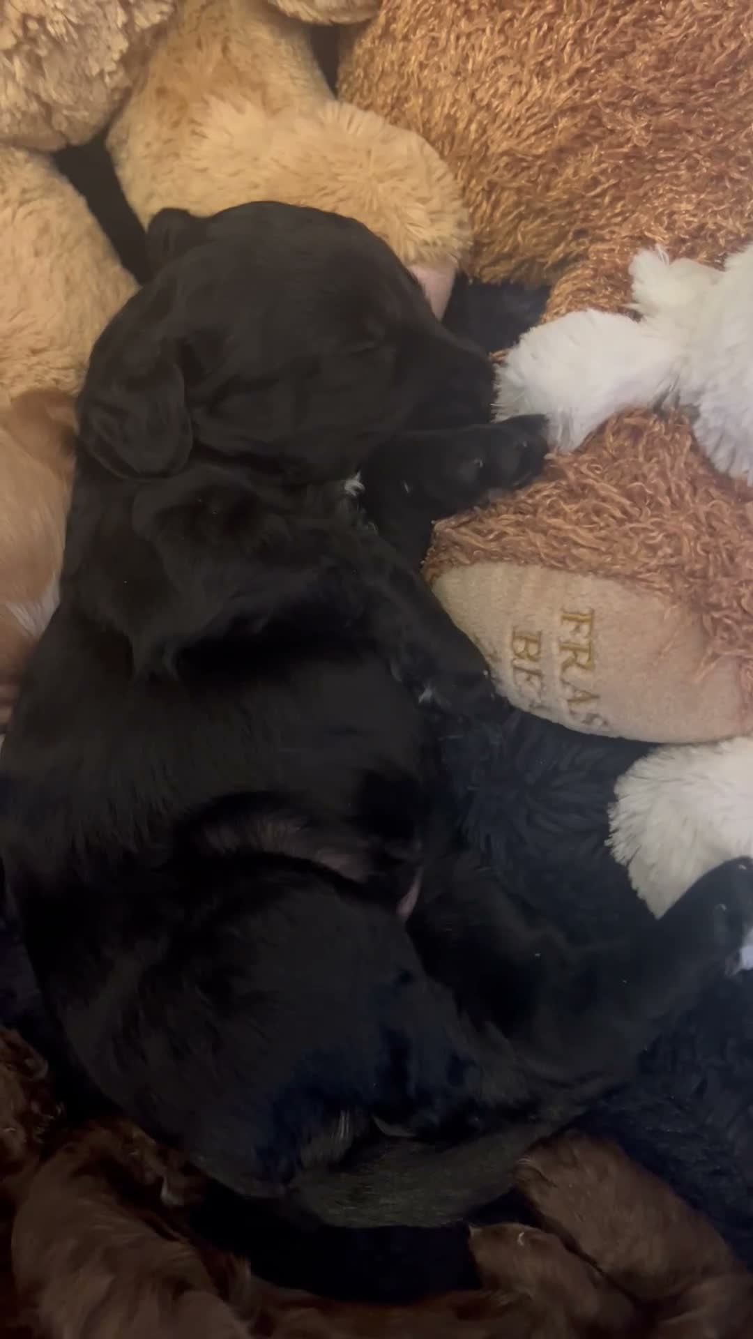 Mixed Breed dogs for sale: Aussie Labradoodle Puppies arrived 28/08/26 - Video 2