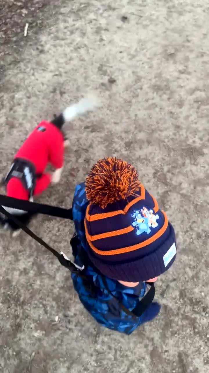 Mixed Breed dogs for sale: 4 month old Milo - Video 1