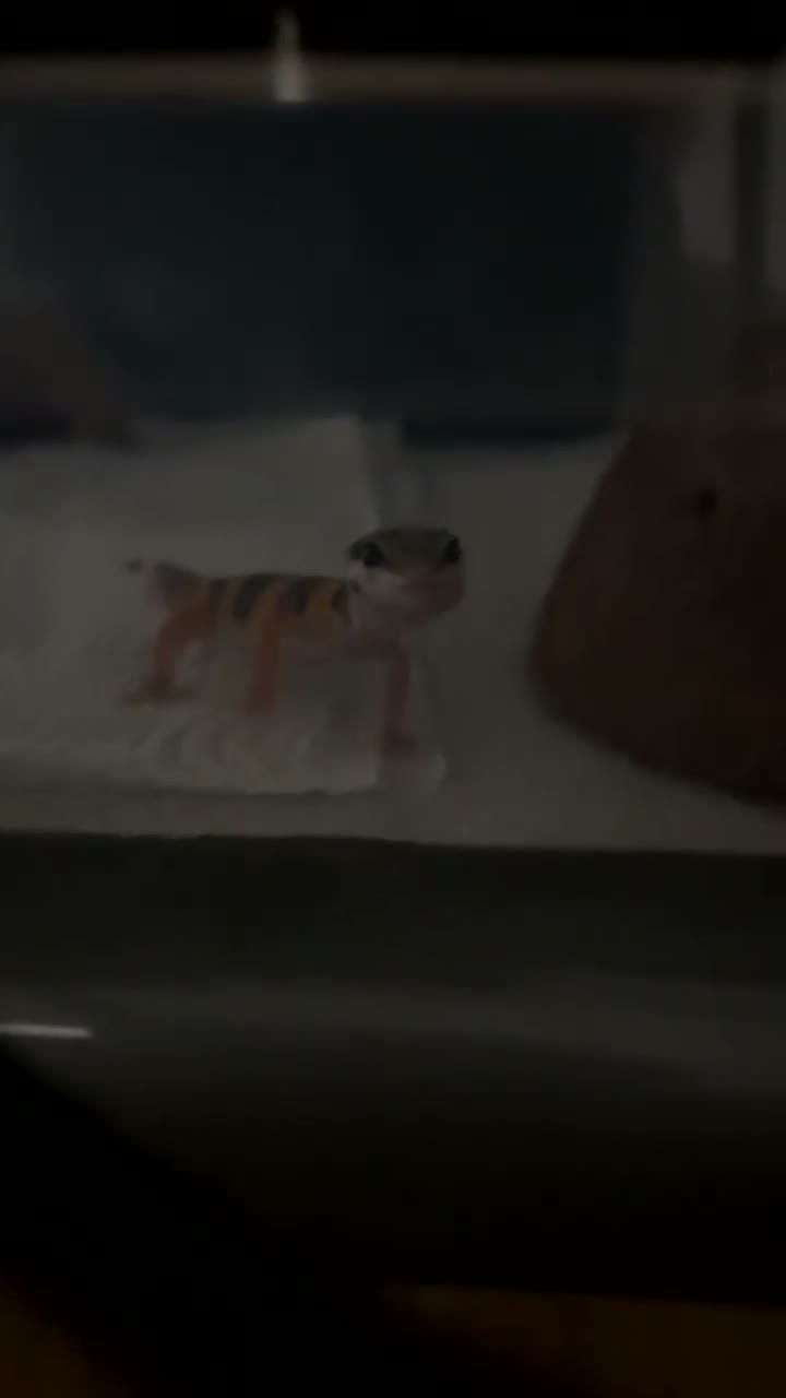 Leopard Gecko reptiles for sale: Baby Leopard Geckos with Equipment – Captive Bred - Video 1