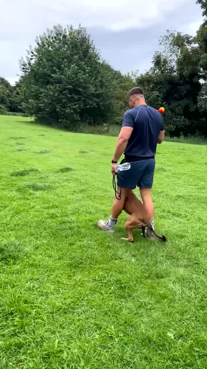 Belgian Shepherd Dog dogs for sale: Belgian Malinois Zeus age 4  - Video 1