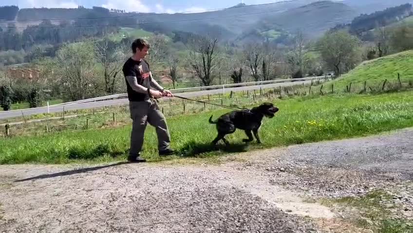 German Wirehaired Pointer dogs for adoption: German Wirehaired Pointer in York - Video 1