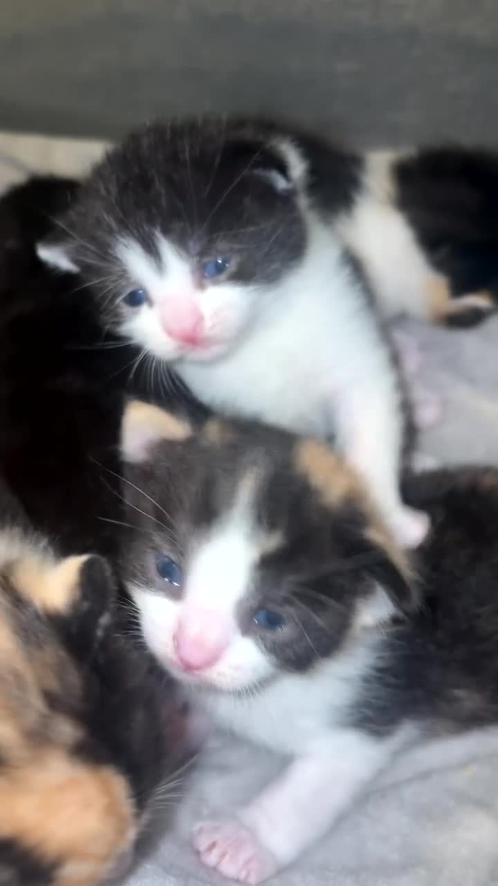 Mixed Breed cats for sale: Kittens  - Video 1