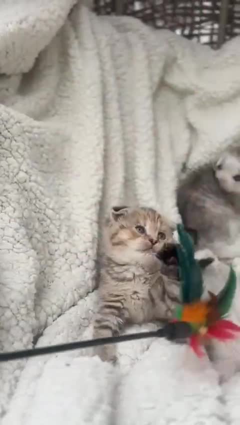 Scottish Fold cats for sale: Scottish fold for sale - Video 1