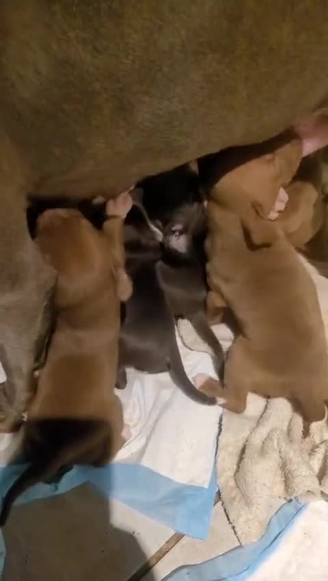 Staffordshire Bull Terrier dogs for sale: Staffordshire bull terrier pups - Video 4