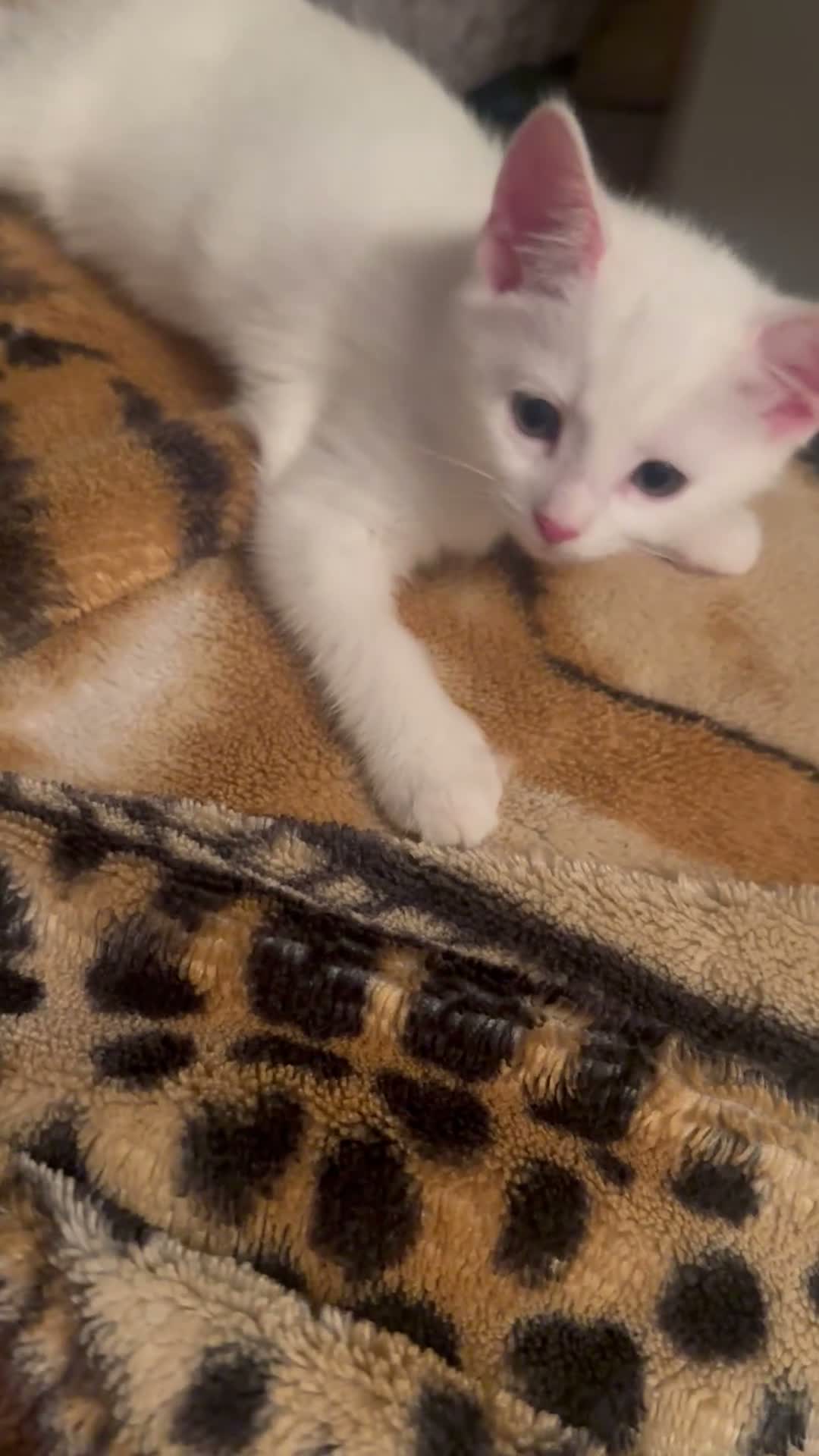 Turkish Angora cats for sale: Turkish angora kittens  - Video 1