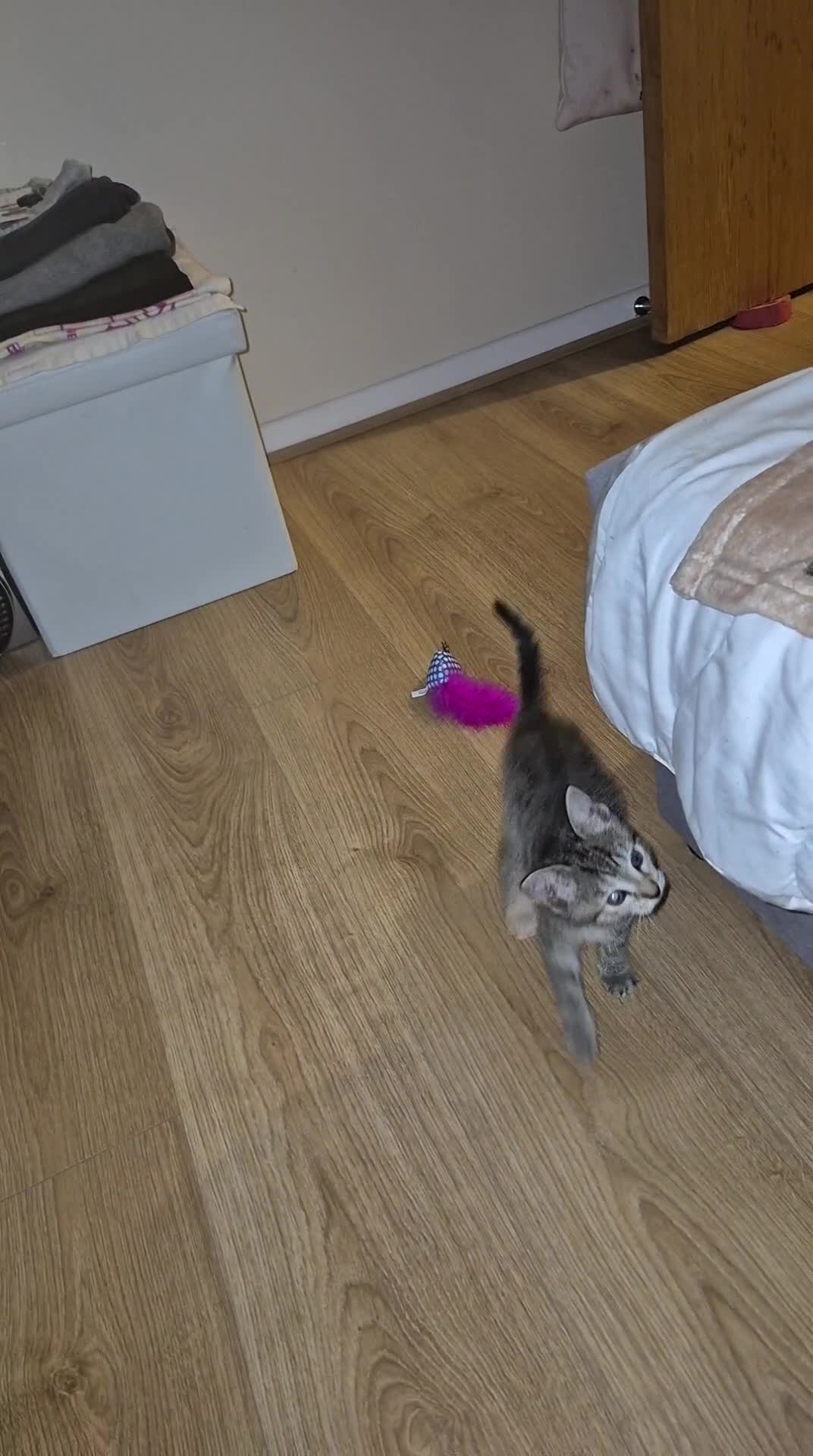 Bengal cats for sale: Begal kitten - Video 3