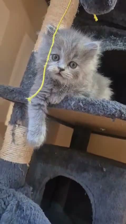 British Shorthair cats for sale: Kittens ready now girl boy Scottish  in Nottingham - Video 4