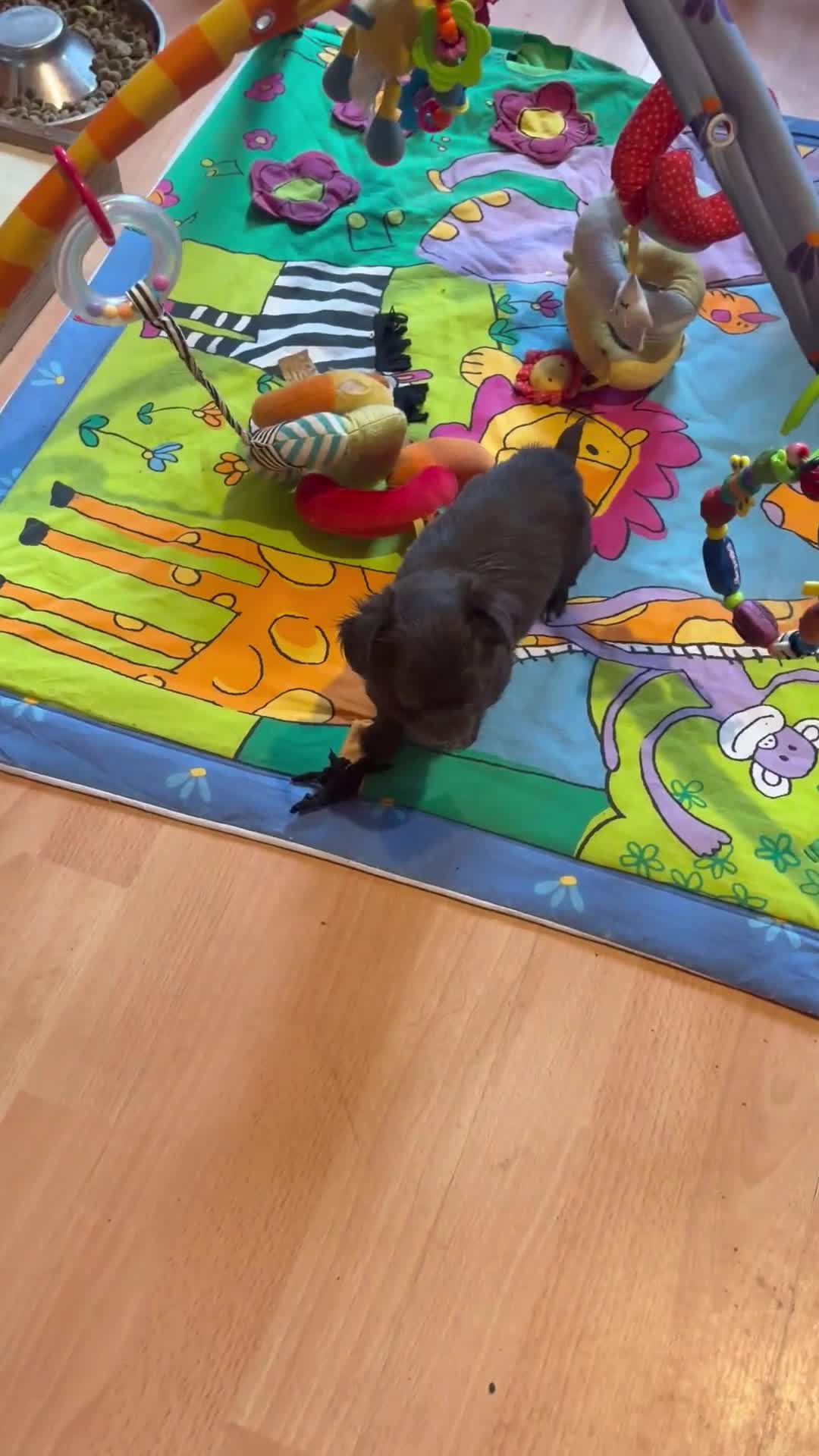 Chihuahua dogs for sale: Last little chocolate boy - Video 2