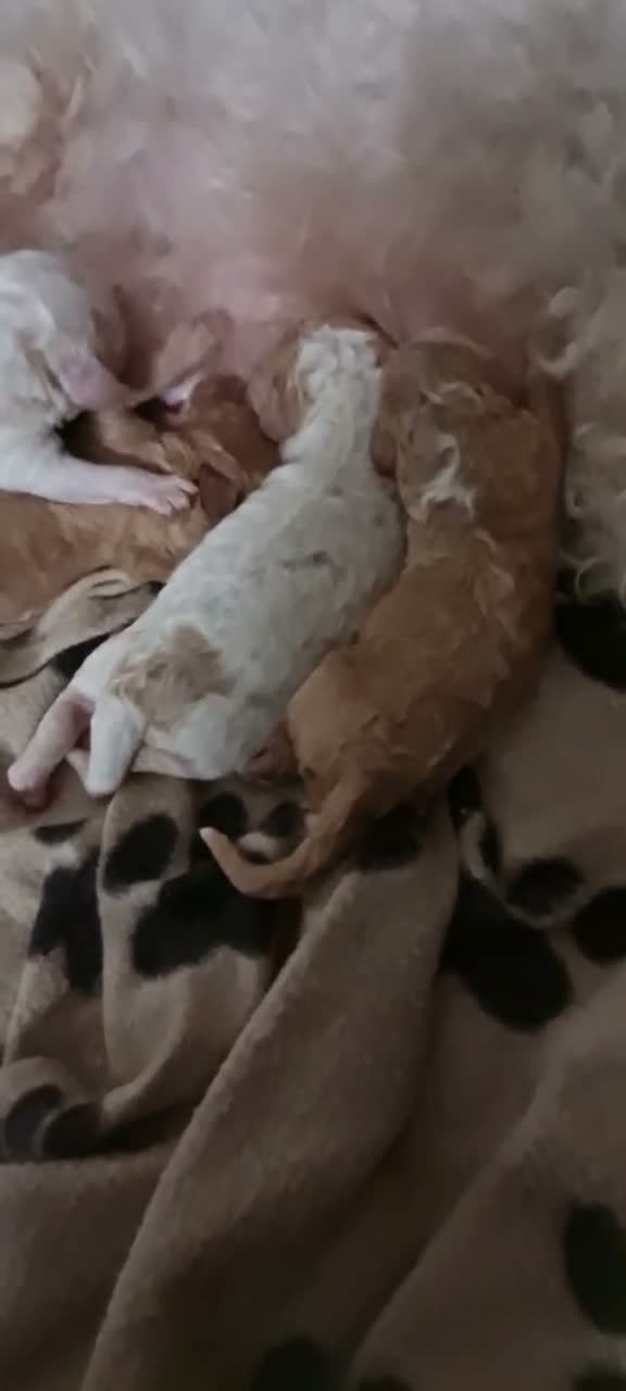 Cavapoo dogs for sale: Beautiful Cavapoo Puppies - Video 1