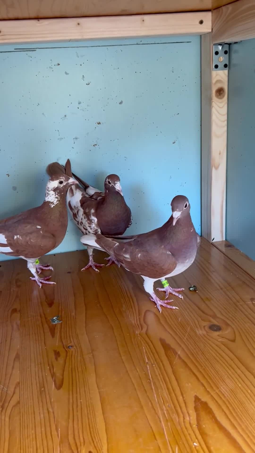 Pigeons birds for sale: 5 Chocolate Meuleman Pigeons - Video 1