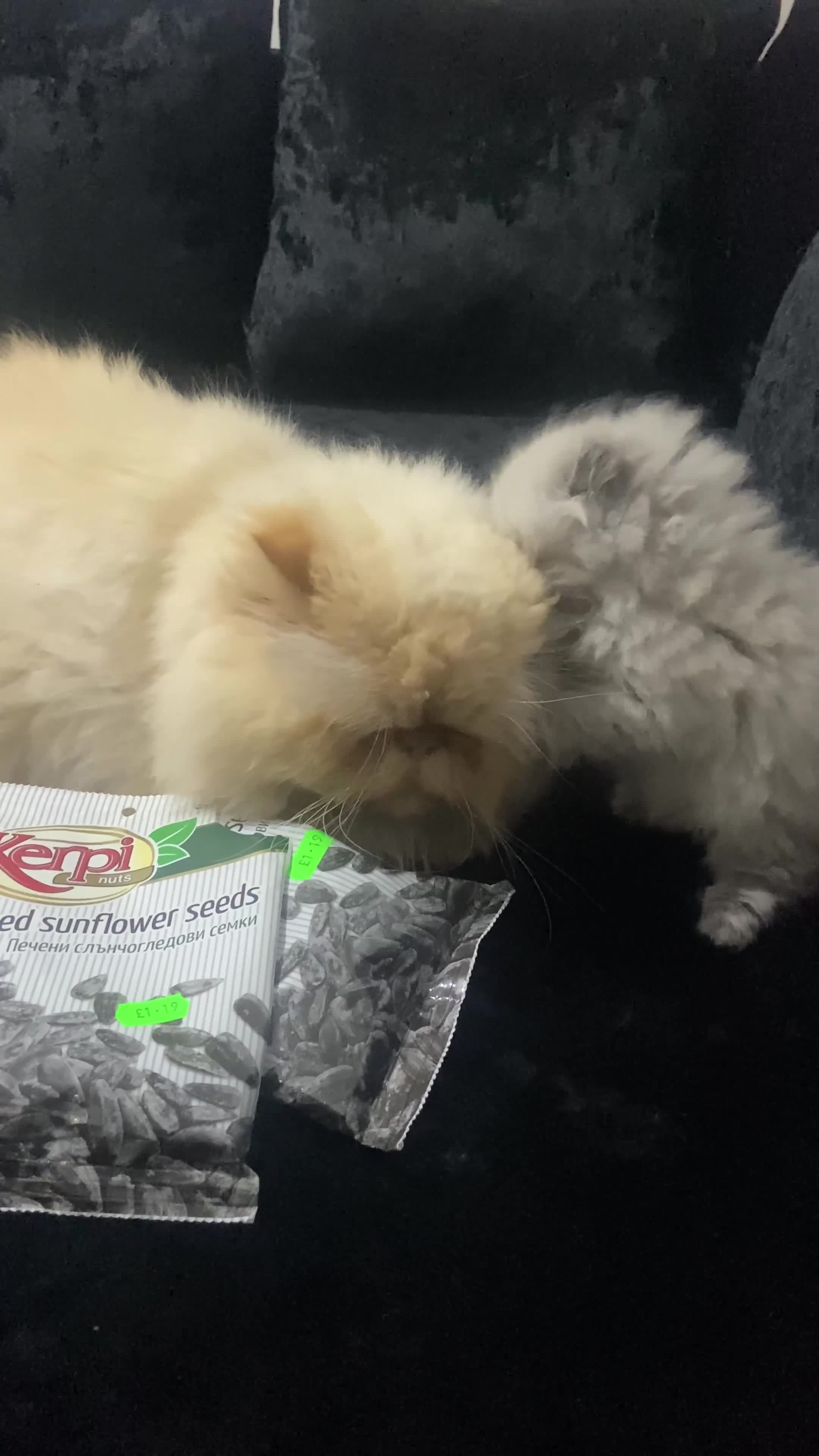 Persian cats for sale: 2 beautiful and lively Persians for sale  - Video 1