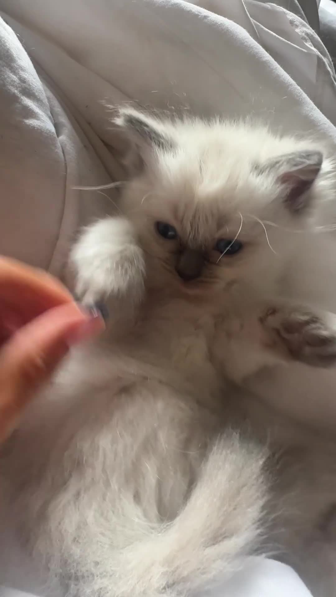 Ragdoll cats for sale: All our beautiful kittens are no longer available  - Video 1