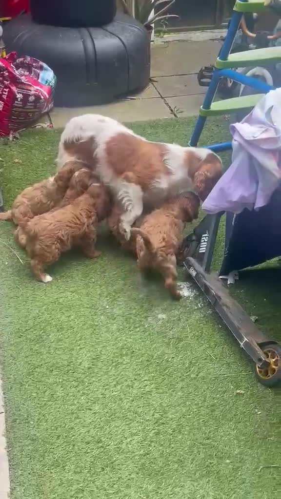 Cavapoo dogs for sale: Adorable Cavapoo Puppies Looking for Forever Homes in Rochdale - Video 1