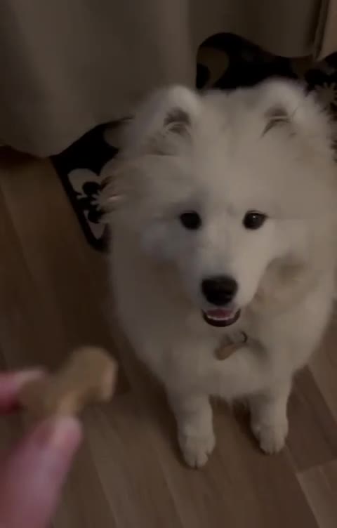 Samoyed dogs for sale: 🐾 Beautiful KC Registered Samoyed – 7 Months Old - Video 2