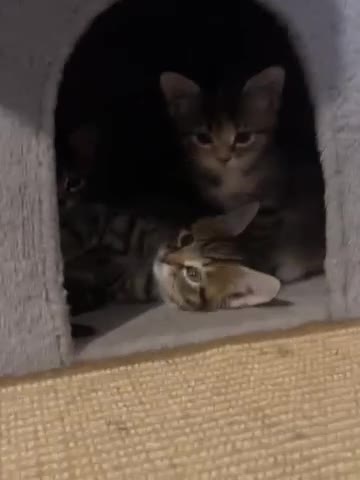 Mixed Breed cats for sale: Gorgeous half Siberian kittens - Video 1