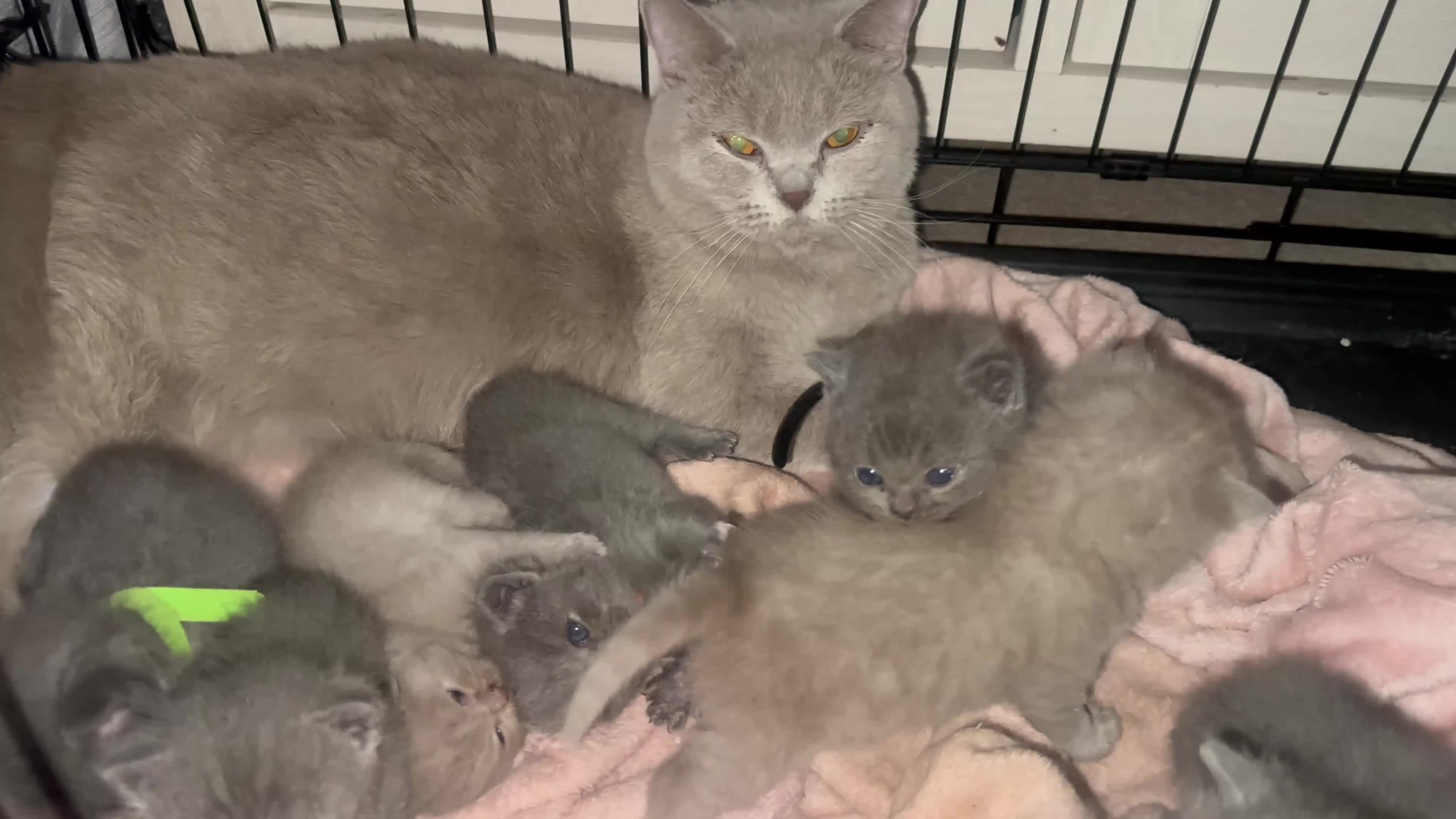 British Shorthair cats for sale: Stunning British Short Hair Kittens - Video 1