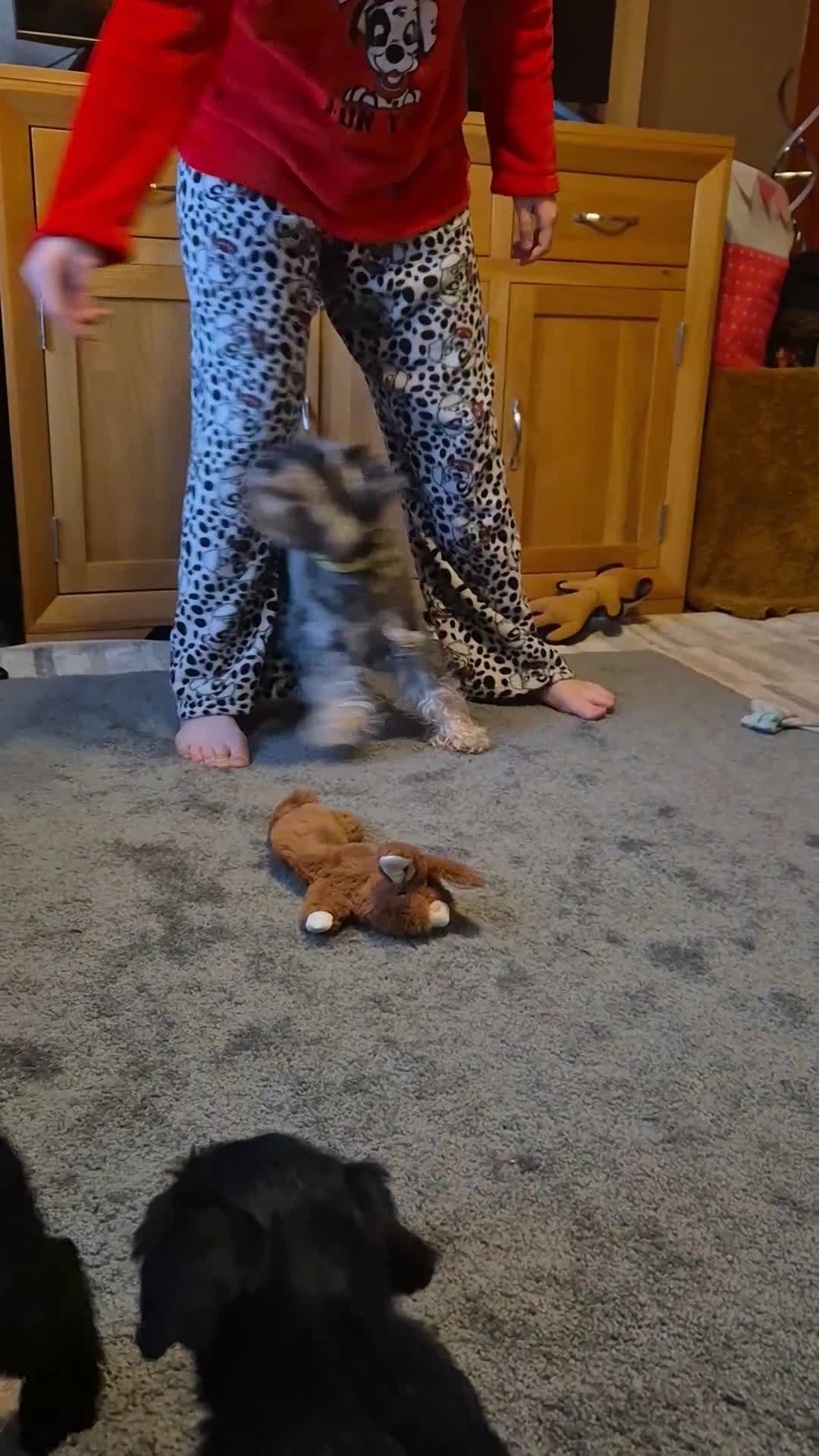 Miniature Schnauzer dogs for sale: All pups sold. Thank you - Video 1