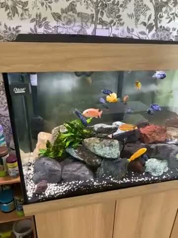 Cichlids fish for sale: Juwel Rio 350 Complete Malawi Mbuna Setup - Video 1